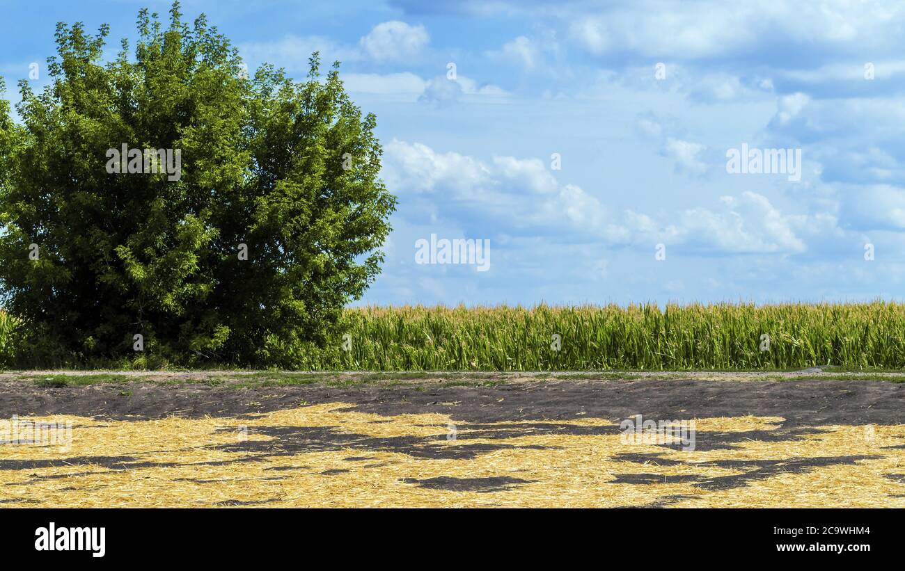 Landscape with the crop plantation field and tree Stock Photo - Alamy