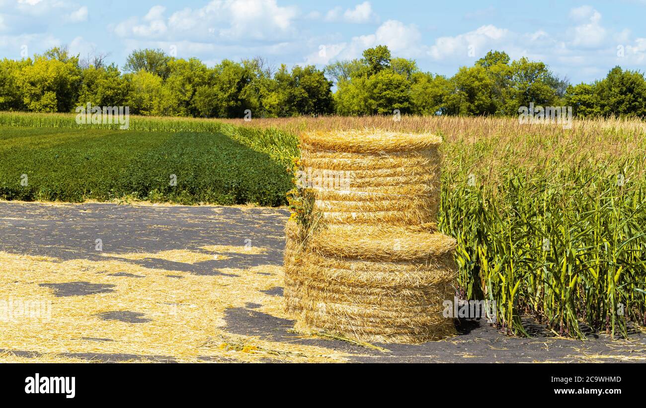 Landscape with the harvesting straw bales Stock Photo - Alamy