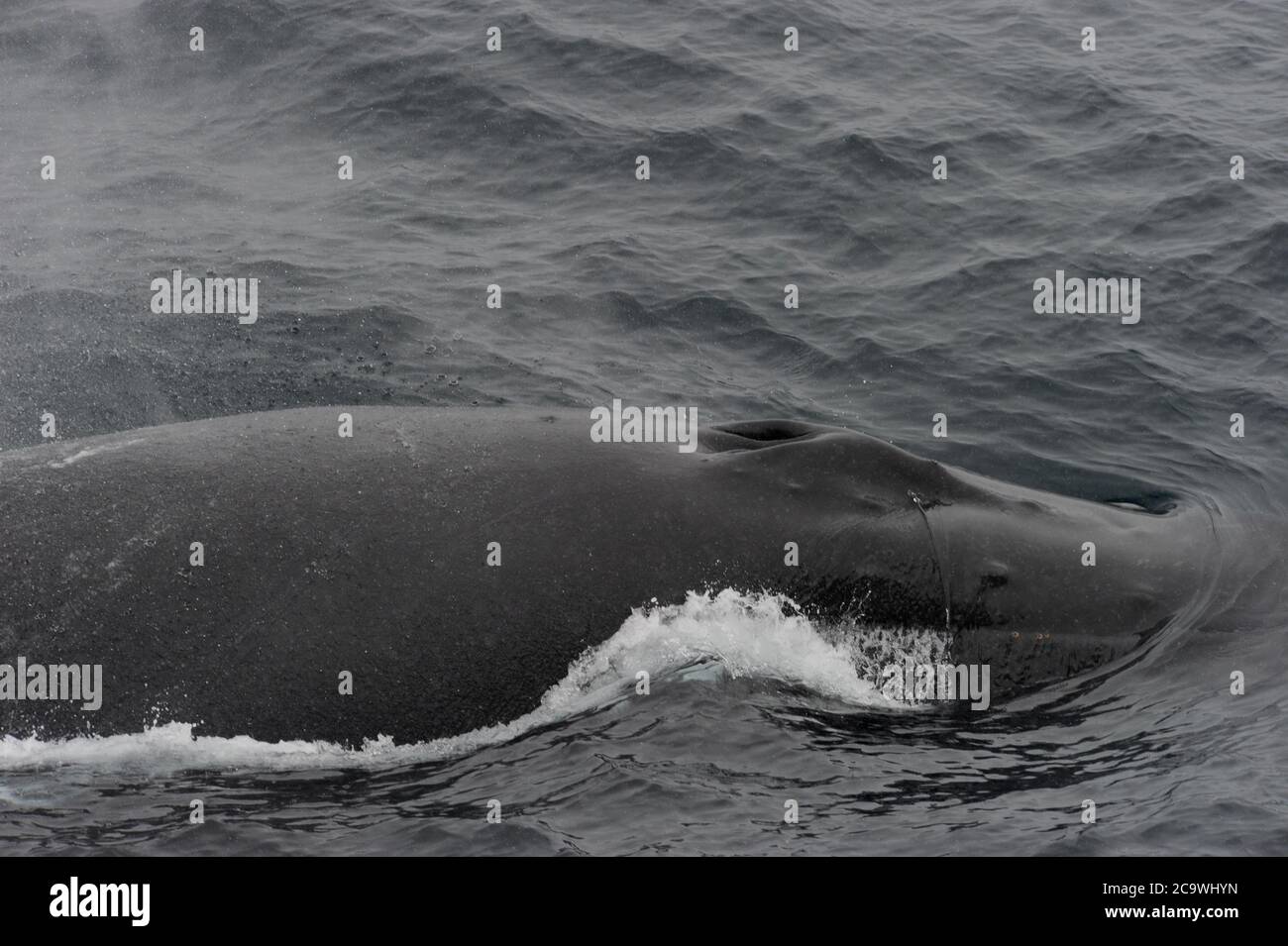 Megaptera The humpback whale (Megaptera novaeangliae Stock Photo - Alamy