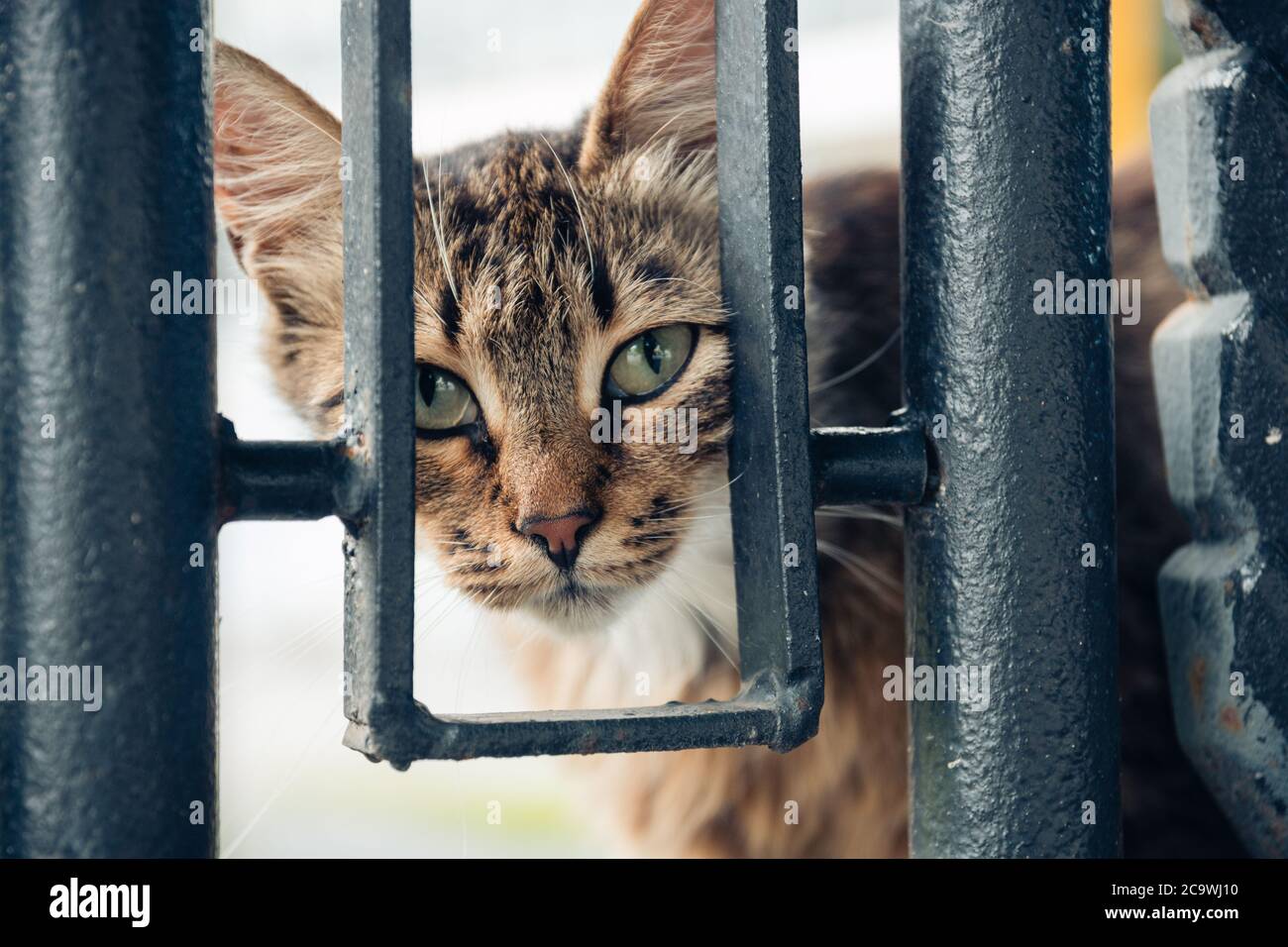 A cute yard cat walks along the fence and looks at the camera. Street ...