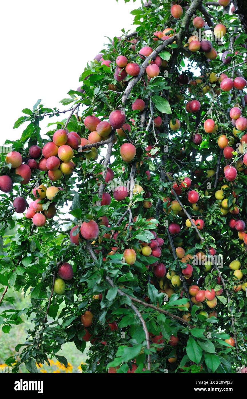 ripening  cherry-plums on a tree in the orchard,vertical composition Stock Photo