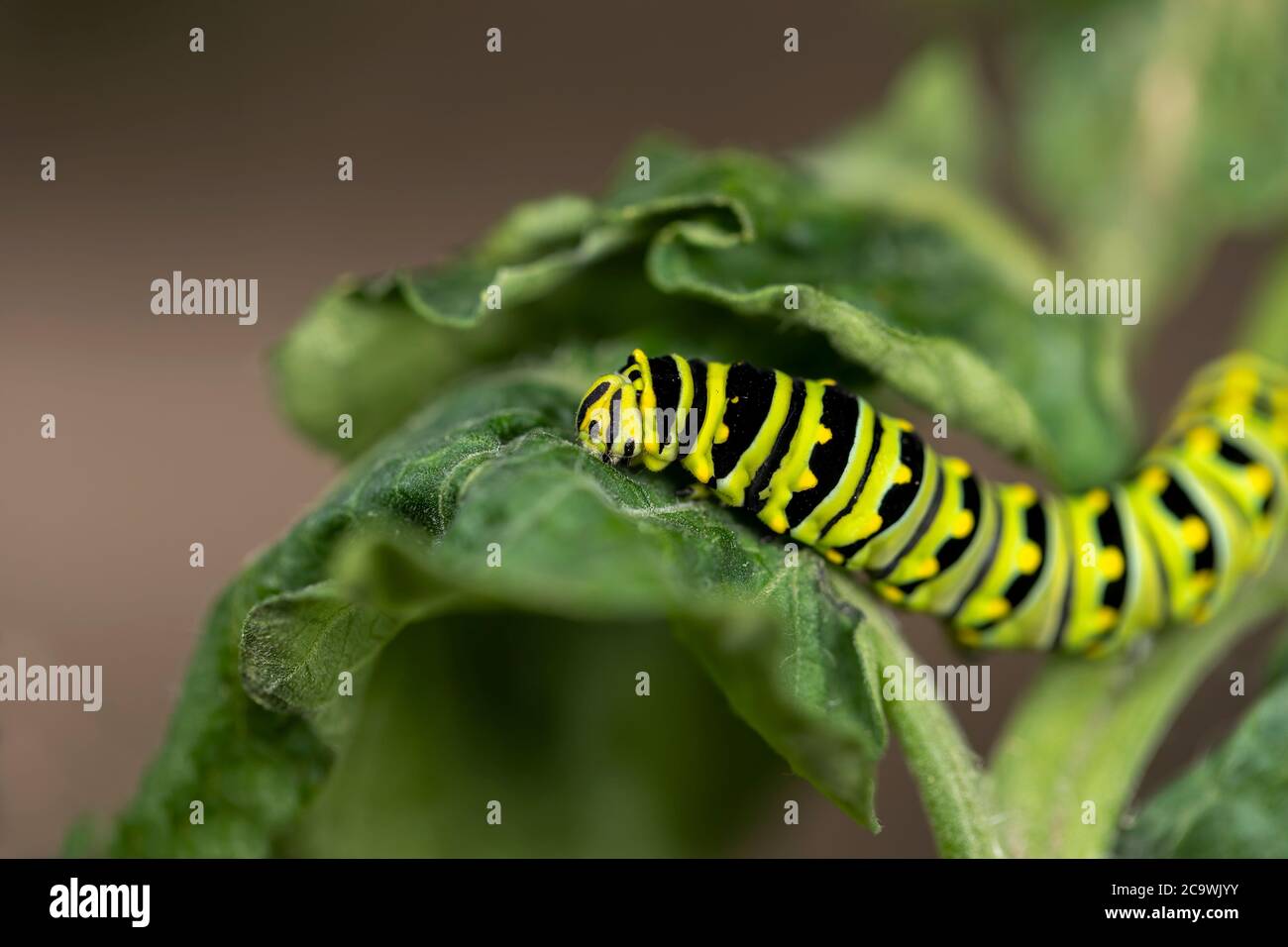 Black Swallowtail caterpillars. In North America they are more common