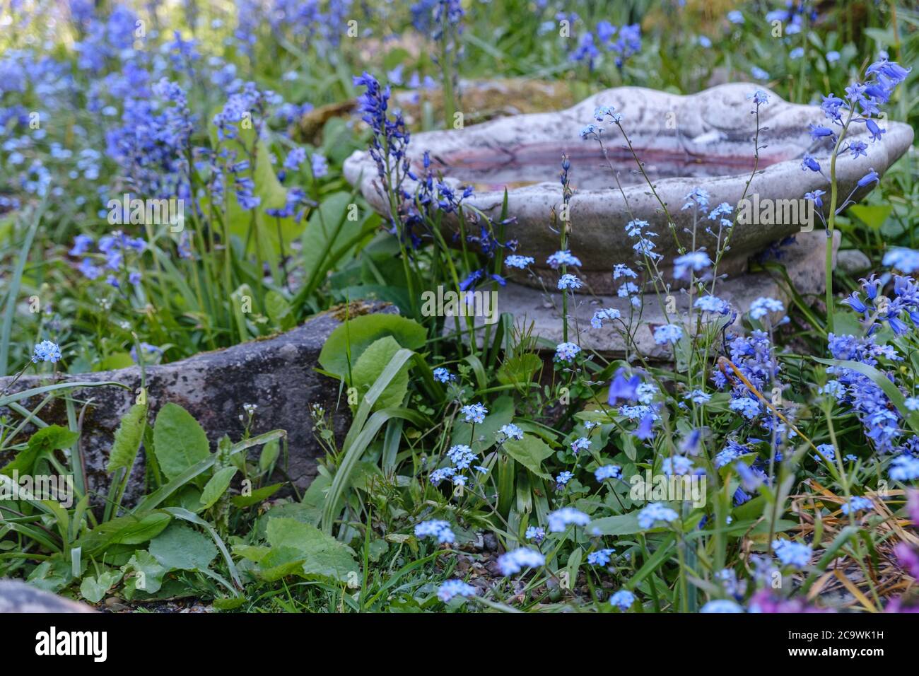 Close-up of Old stone bird bath in rockery surrounded by flowers & foliage at Eastcote House Gardens, Eastcote Hillingdon, West London. Stock Photo