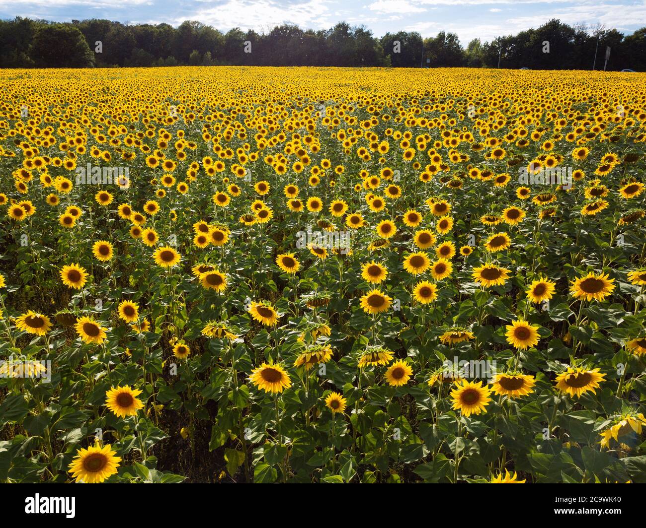 Field of sunflowers at summer day, aerial view Stock Photo - Alamy