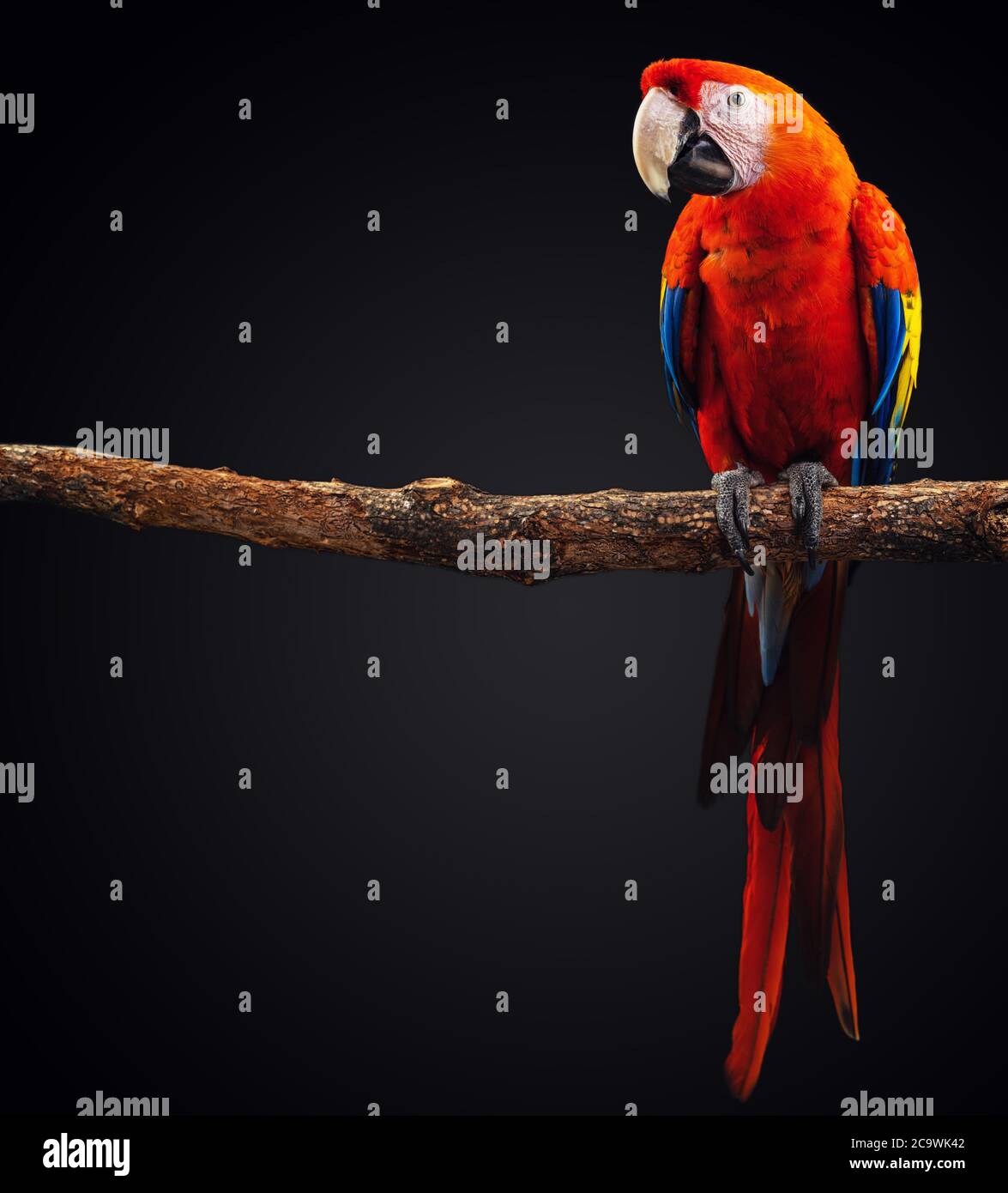 Macaw Parrot isolated on black background Stock Photo