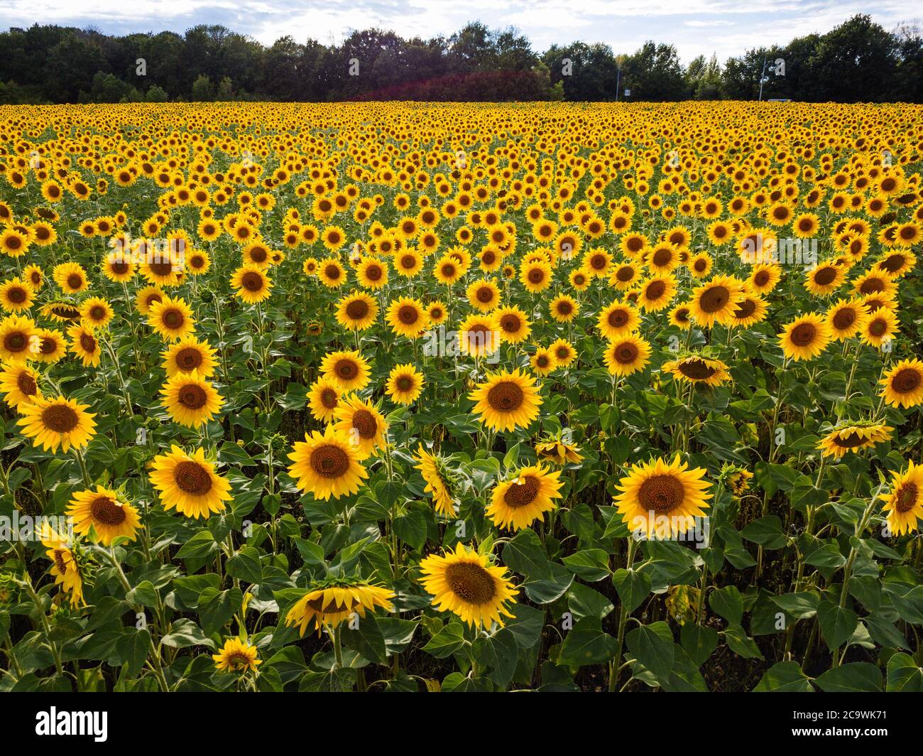 Field of sunflowers at summer day, aerial view Stock Photo - Alamy