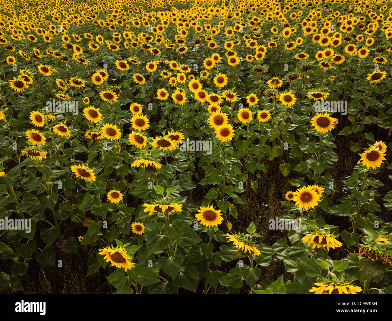 Field of sunflowers at summer day, aerial view Stock Photo - Alamy