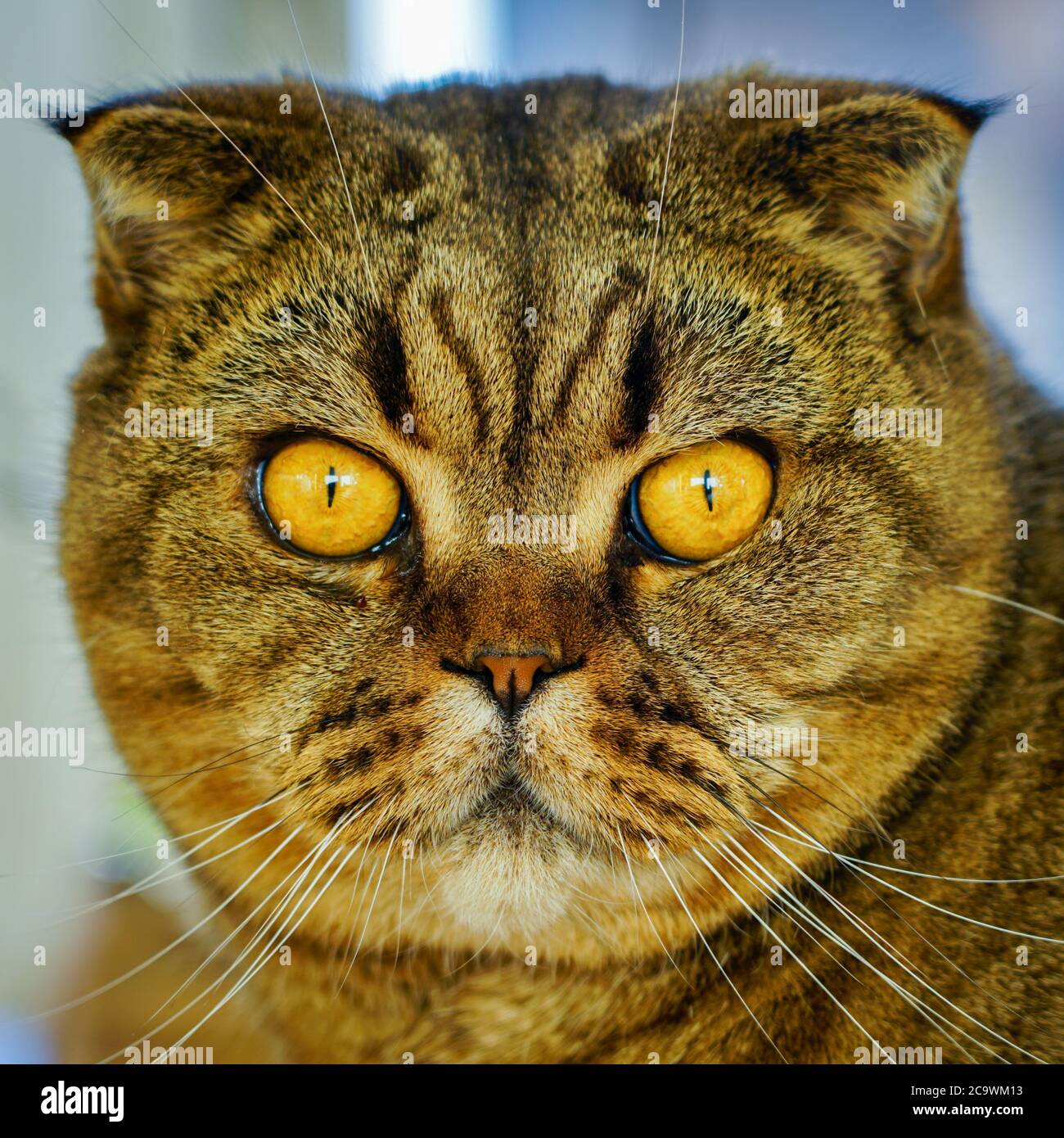 Premium Photo  Portrait photo of scottish fold cat with annoying