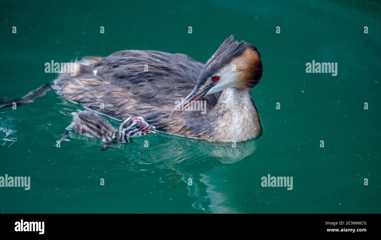great crested grebe (Podiceps cristatus) with young chick are swimming in lake Geneva, Switzerland. Stock Photo