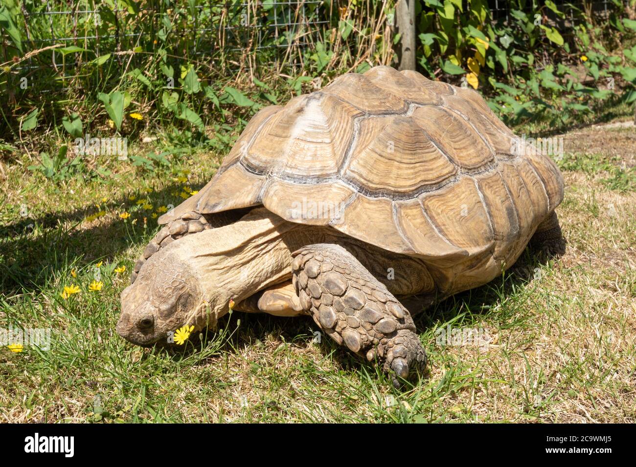 Centrochelys sulcata eating hires stock photography and images Alamy