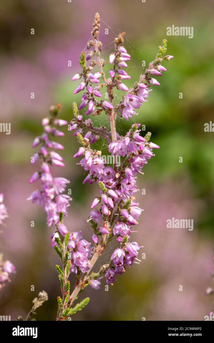 Close-up of ling heather (Calluna vulgaris) during summer, Surrey heathland, UK Stock Photo