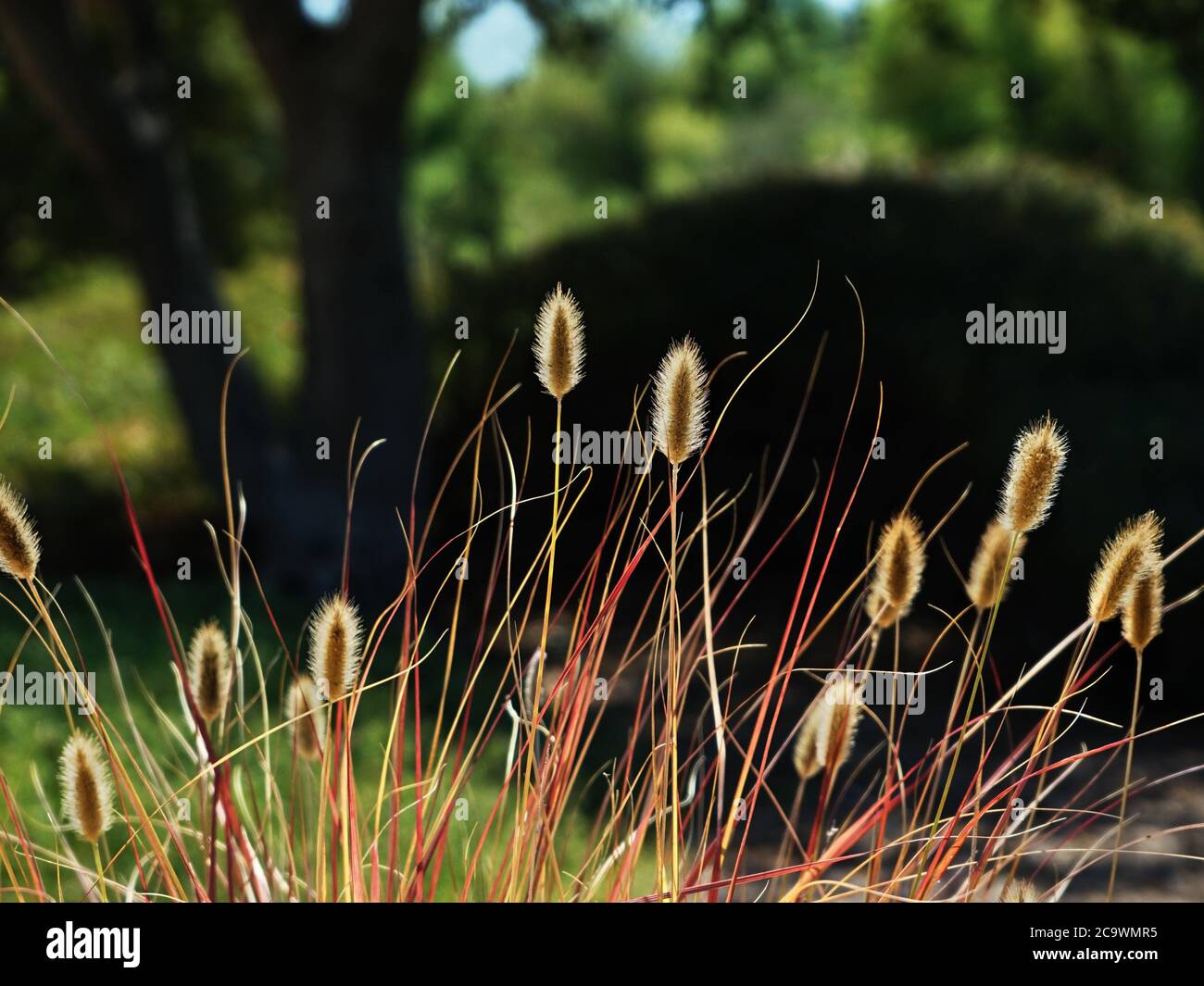 Sunlit wildgrasses contrast against the shade beyond Stock Photo