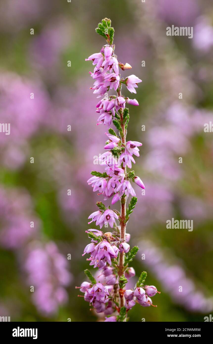 Close-up of ling heather (Calluna vulgaris) during summer, Surrey heathland, UK Stock Photo