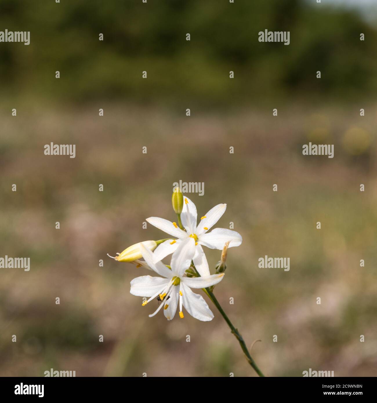 Close up of a beautiful blossom wildflower Branched St Bernard's-lily on the island Oland in Sweden Stock Photo