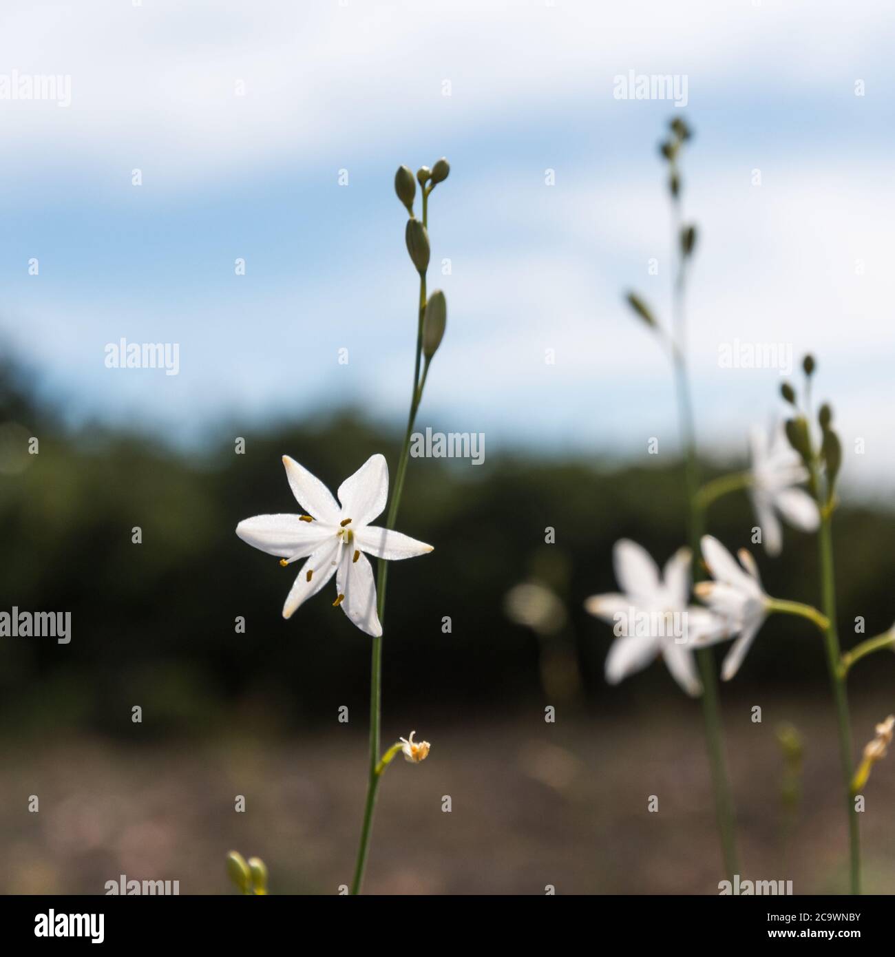 Beautiful white blossom lily summer flower Branched St Bernards Lily wildflower Stock Photo