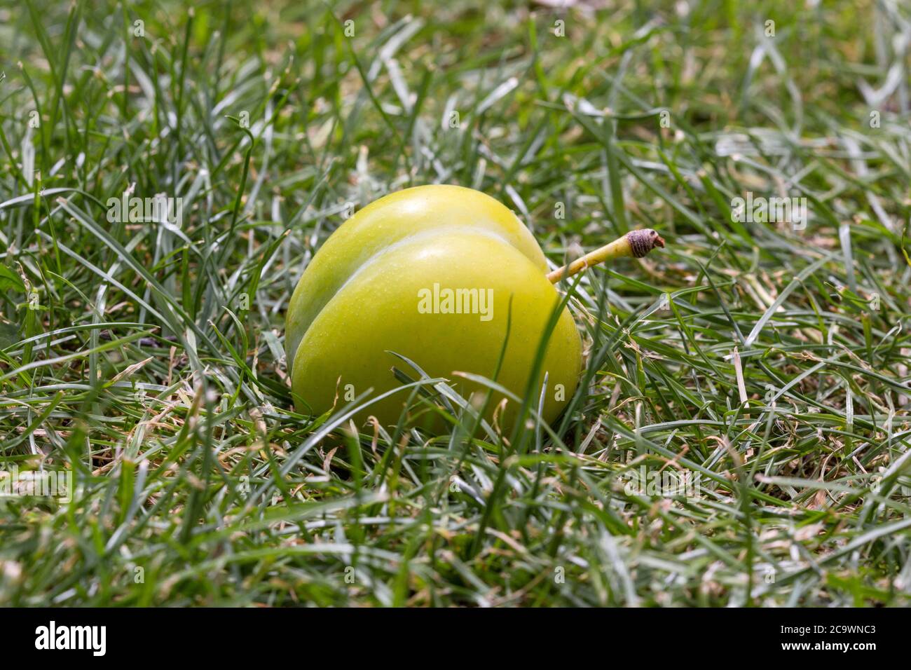 Windfall greengage plum on the ground. Suffolk, UK. Stock Photo