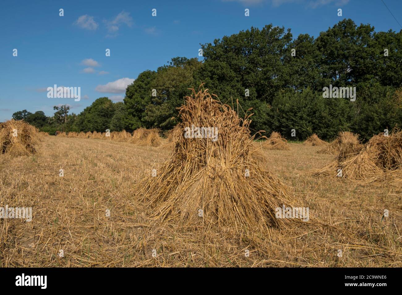 Wheat in wheat sheaves, Suffolk, UK field Stock Photo Alamy