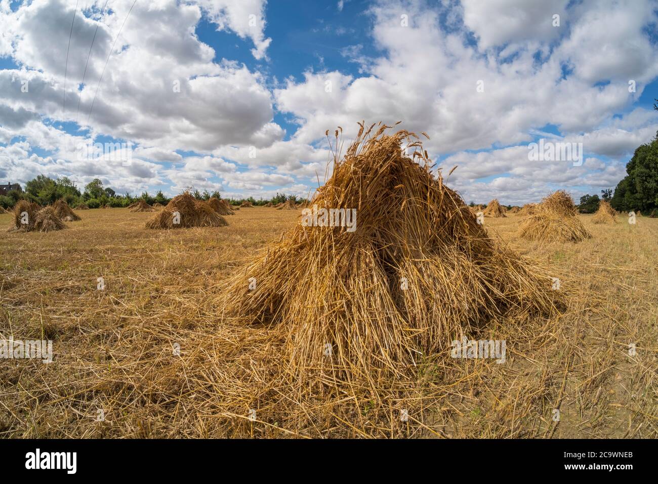 Wheat  in wheat sheaves,  Suffolk, UK field. Stock Photo
