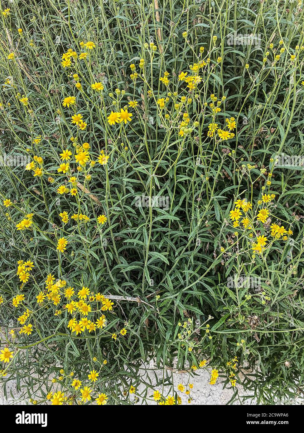 Blumen, Wildblumen, Feldblumen, Kräuter, Arnika, arnica, Herbs Stock Photo