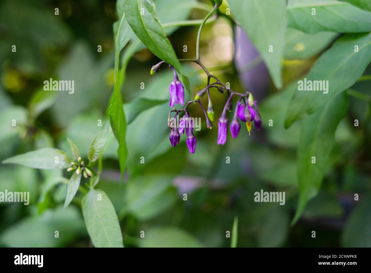 Woody nightshade purple flowers Solanum dulcamara. Natural green background Stock Photo