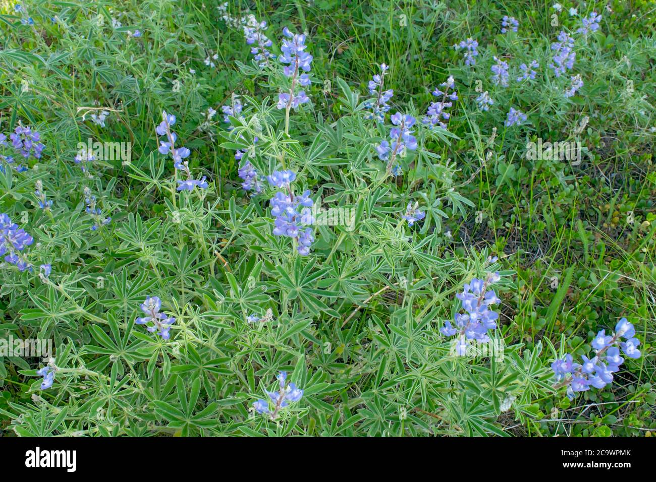 Silvery Lupine in Yellowstone National Park Stock Photo