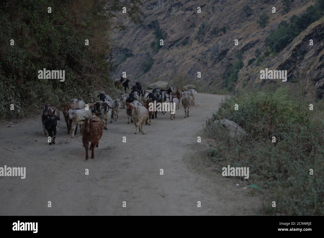 Beautiful goat herd walking on a dirt road in the nepalese mountains, Annapurna circuit Stock Photo