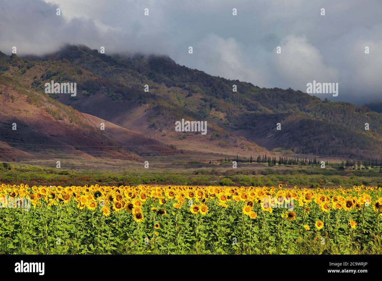 Sunflower s,growing in a field on Maui as agriculture Stock Photo Alamy