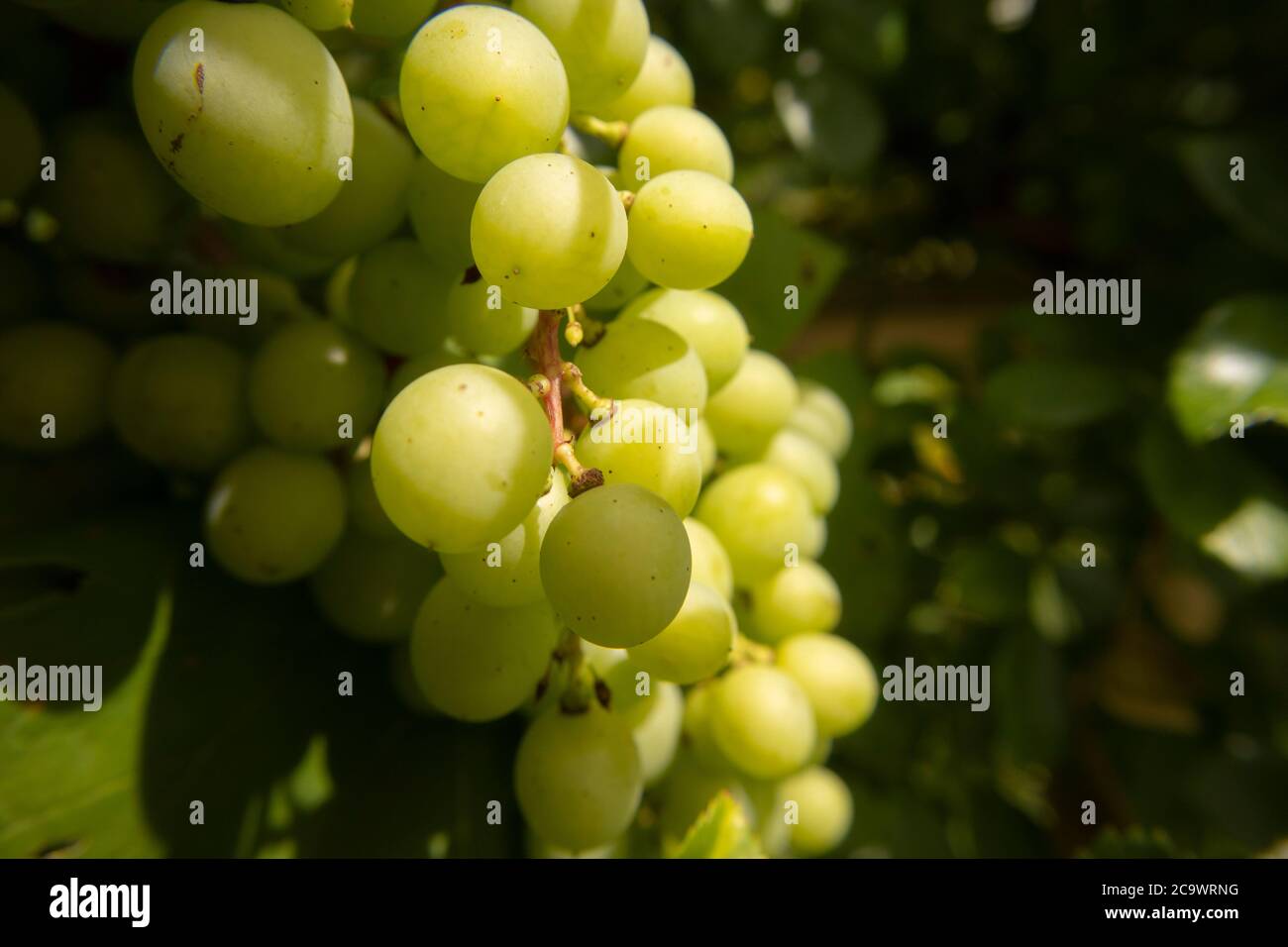 Green grapes hanging from the vine branch in my parents garden Stock