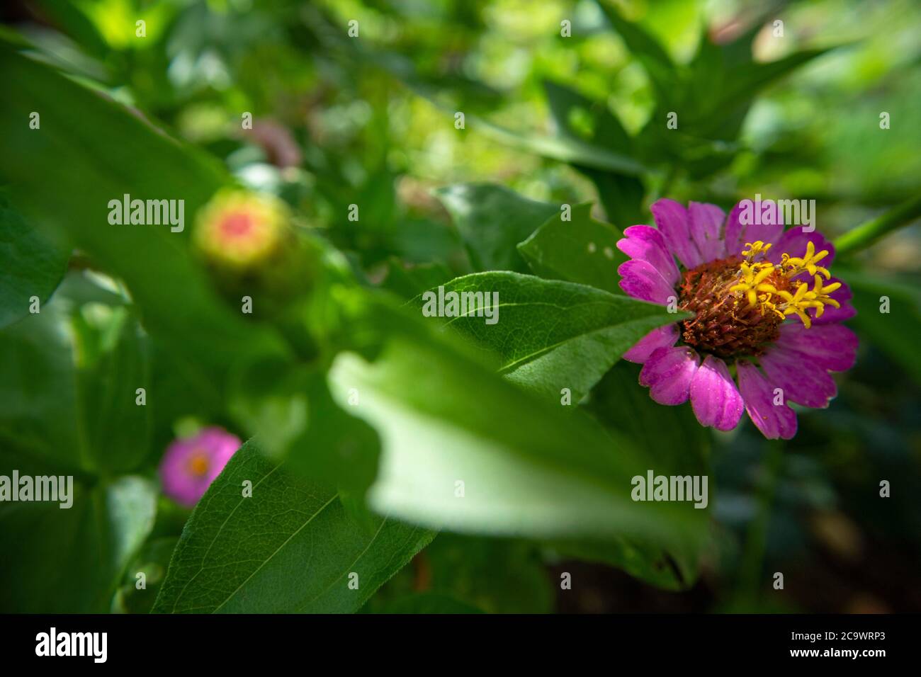 Beautiful garden full of colorful flowers and beautiful plants, creating shade and atmosphere back at my parents house. Stock Photo
