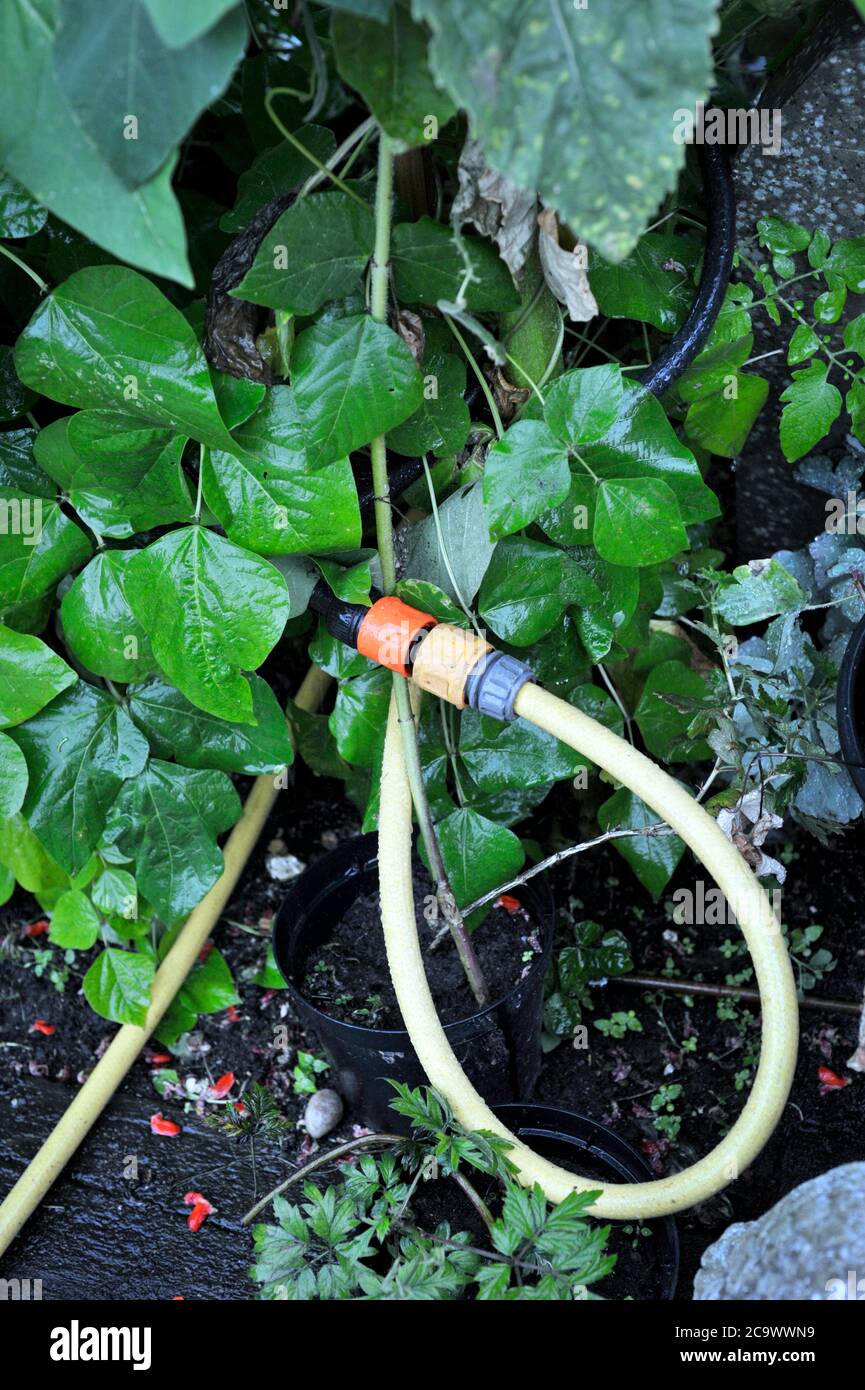 using seep hose to water runner bean plants in rural garden Stock Photo