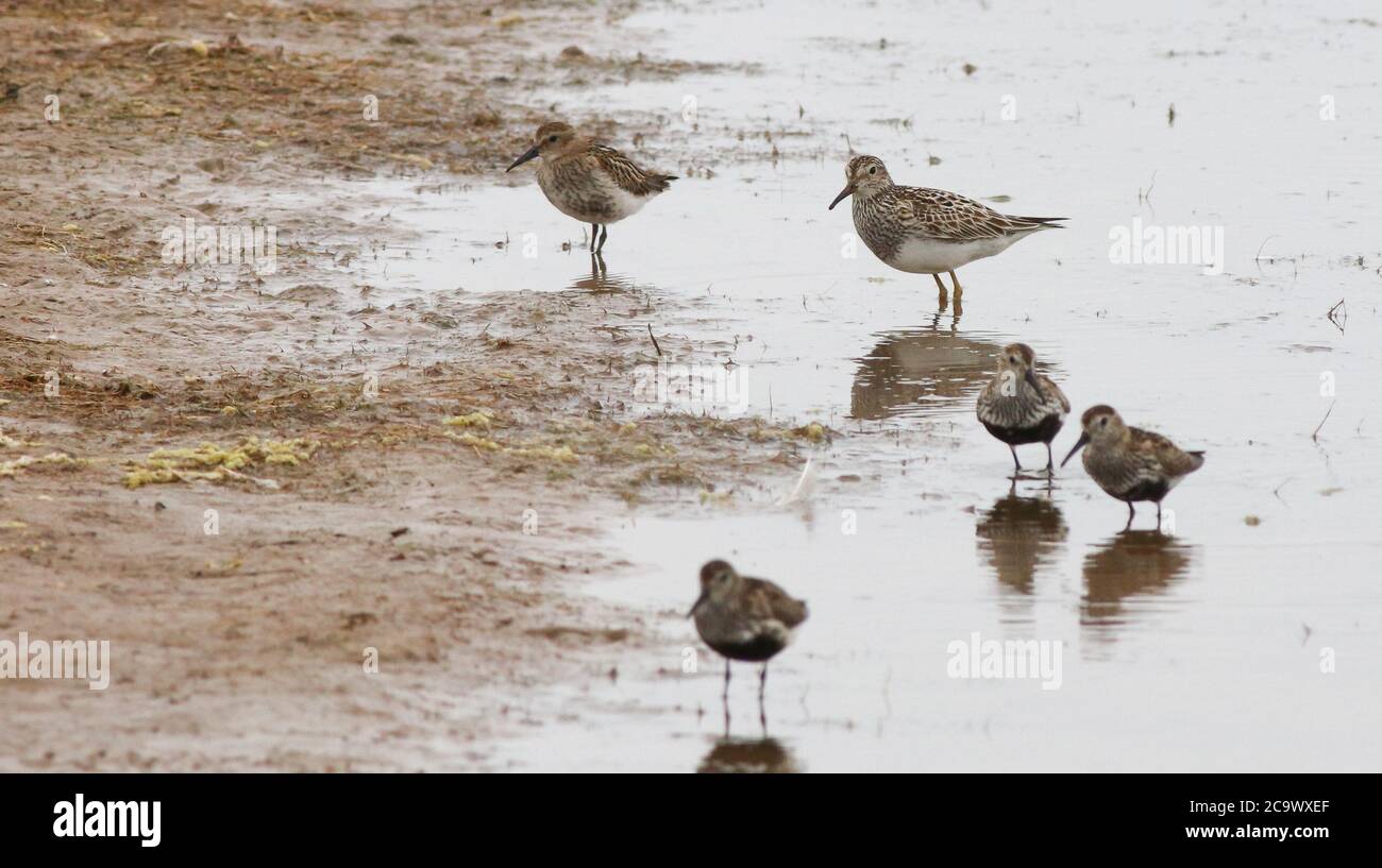 A scarce Pectoral Sandpiper at Kilnsea Wetlands along the Holderness Coast Stock Photo