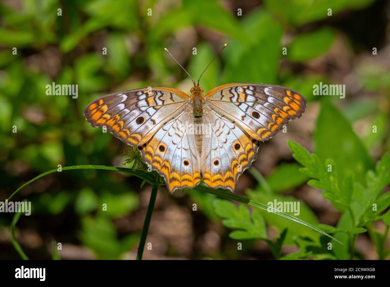 White Peacock Butterfly resting on a plant Stock Photo