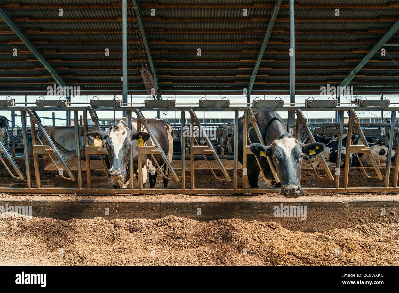 Dairy farm with milking cows eating hay in barn. Industrial modern