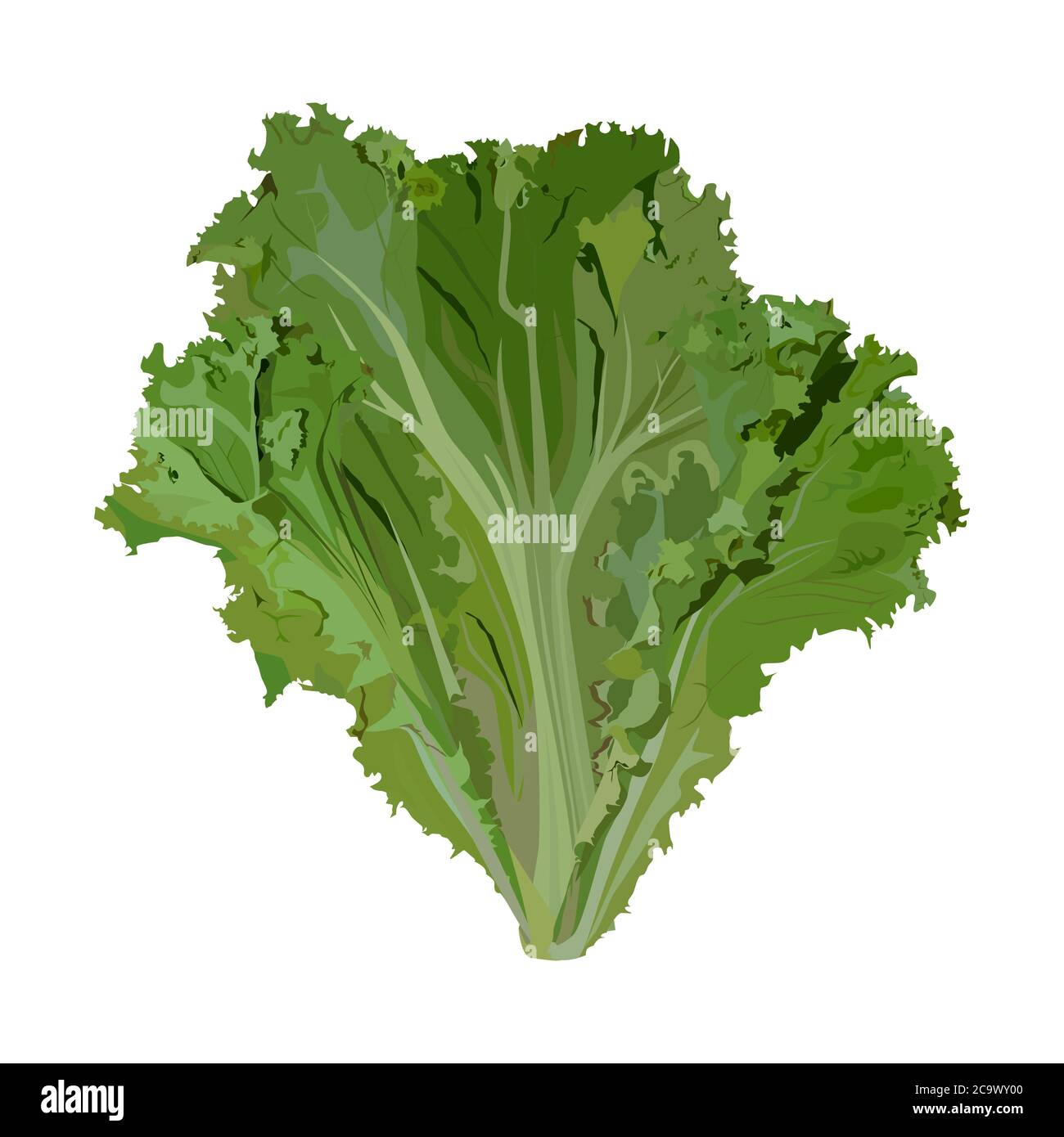 Fresh green leaf lettuce, vector illustration. Organic leaf vegetable