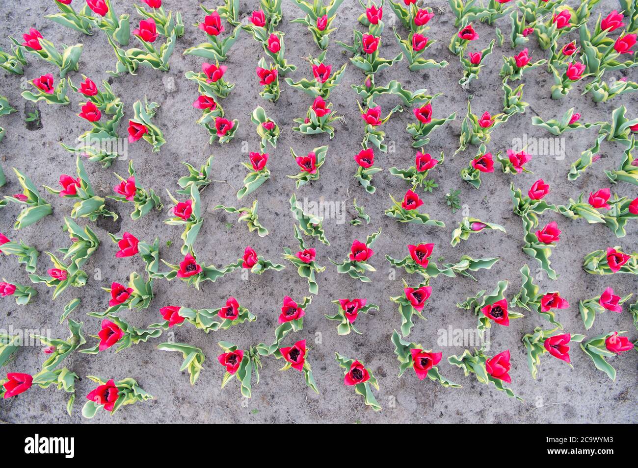 Growing perfect scarlet red tulips. Beautiful tulip fields. Field of tulips. Springtime bloom. Gardening tips. Growing flowers. Growing bulb plants. Enjoying nature. Soil for growing flowers. Stock Photo