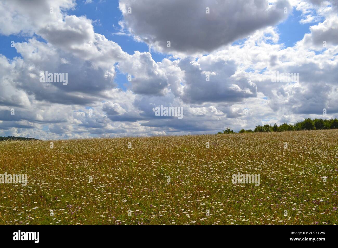 Wild carrot, majoram, growing in rewilded meadows at Lullingstone Country Park near Sevenoaks and Eynsford, Kent, England, in August as cumulus clouds Stock Photo