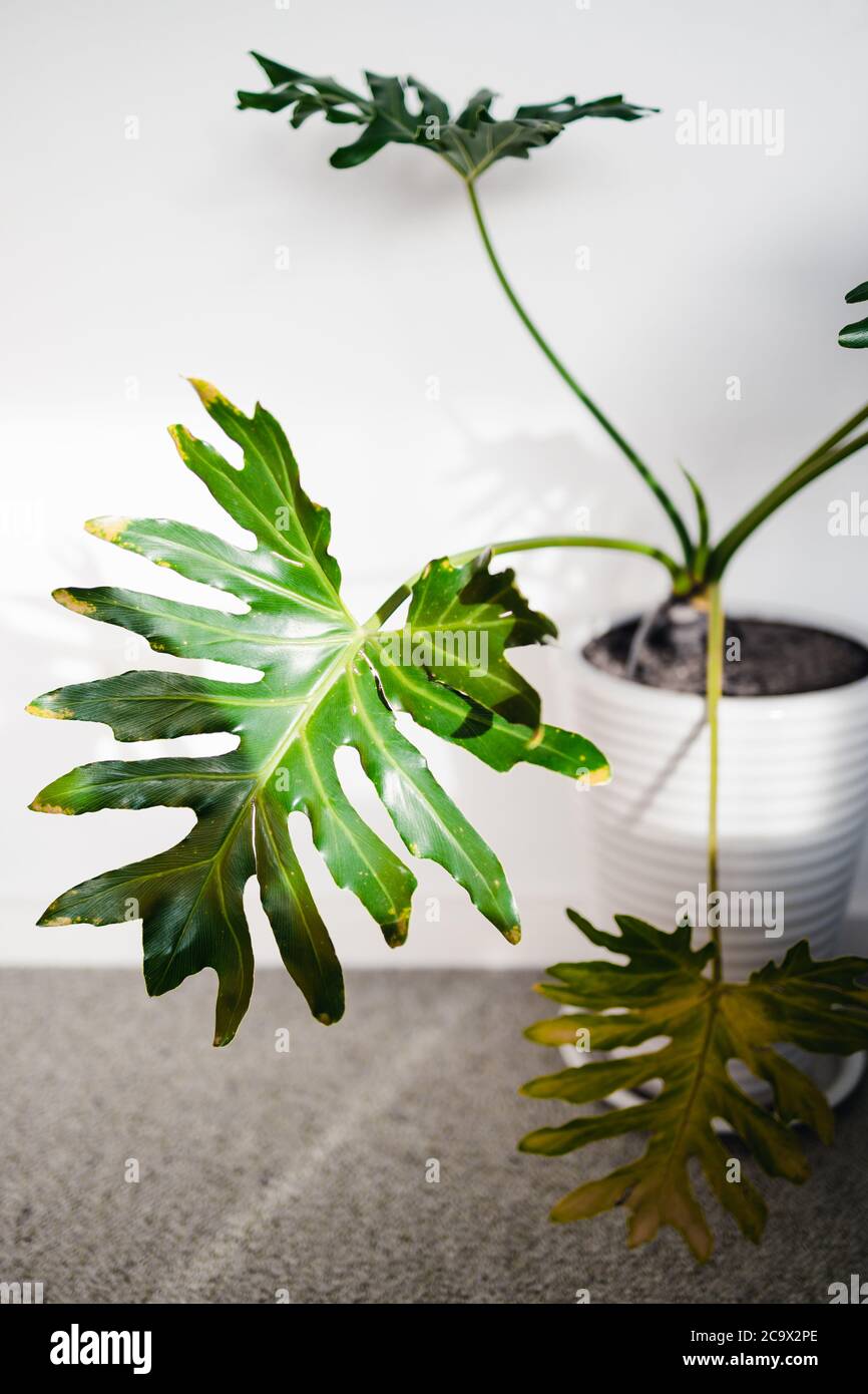 close-up of monstera plant outdoor in sunny backyard shot at shallow depth  of field Stock Photo - Alamy