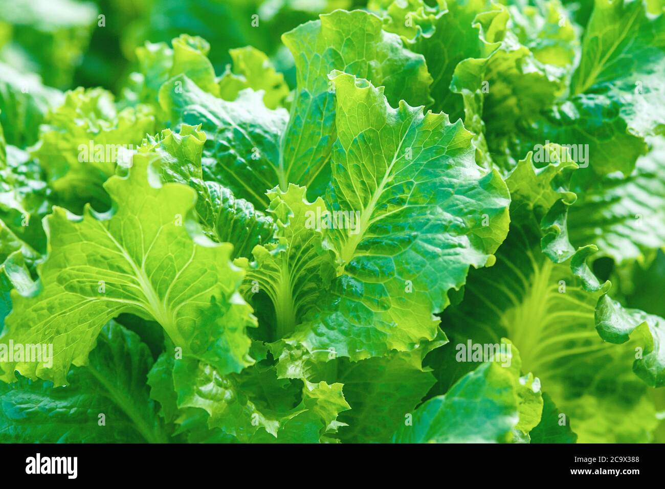 Sunny Leaf Lettuce Stock Photo - Alamy