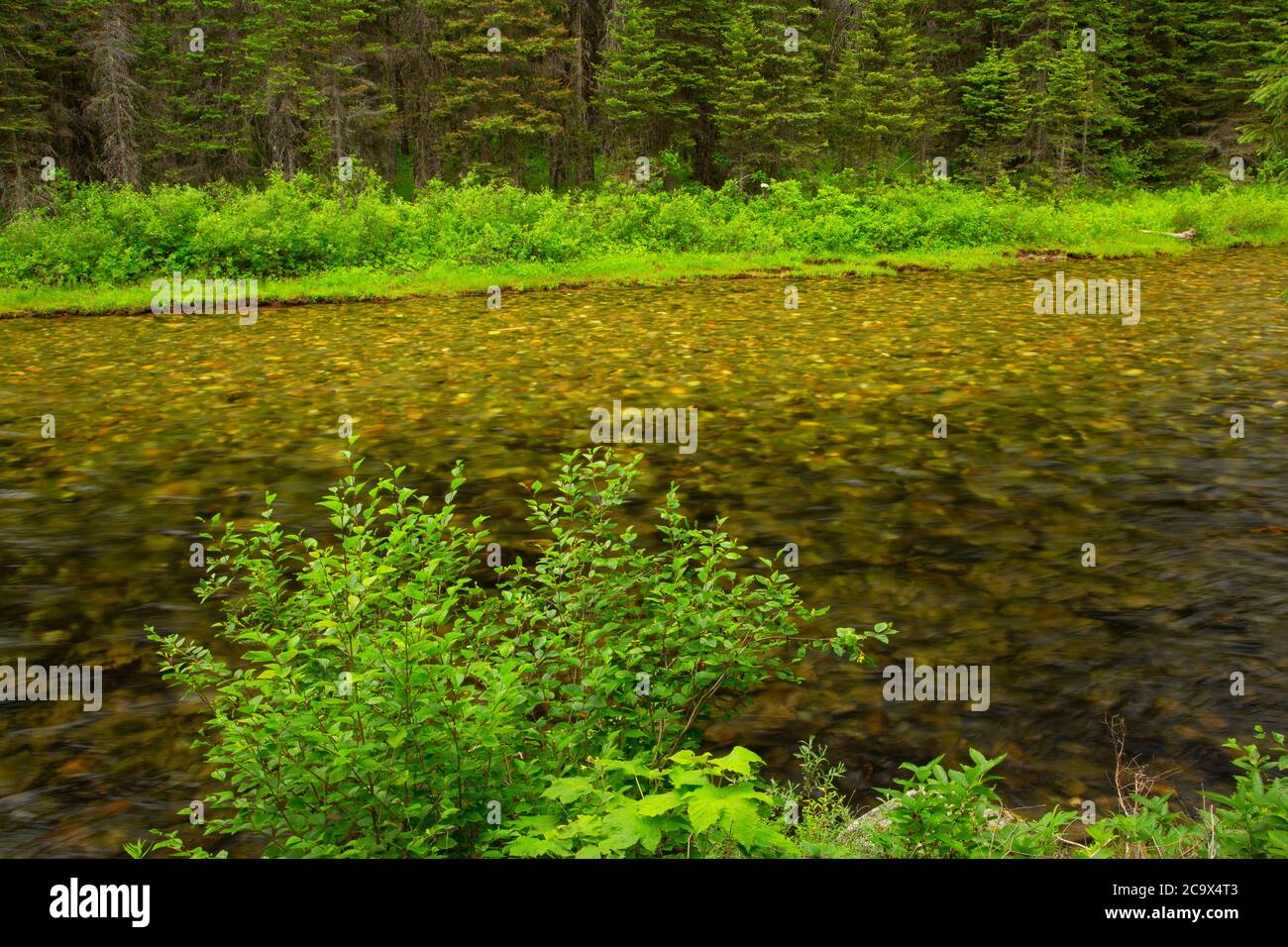 St. Joe Wild and Scenic River from St. Joe River Trail, St. Joe ...