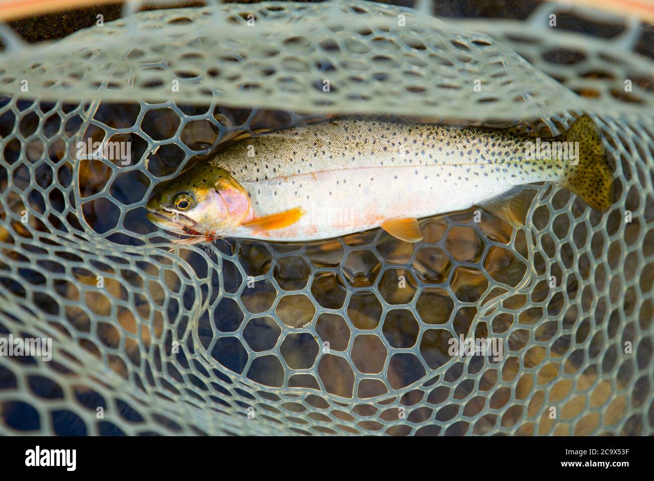 Cutthroat trout on fly, St. Joe Wild and Scenic River, St. Joe National Forest, St. Joe River Scenic Byway, Idaho Stock Photo