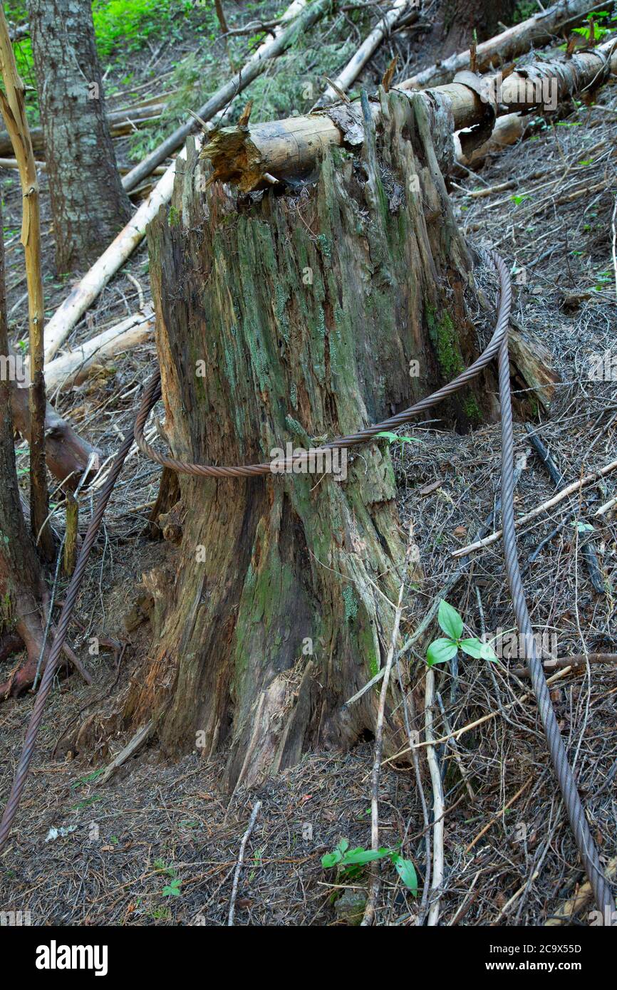 Logging cable along Hobo Creek Historic Trail, St. Joe National Forest