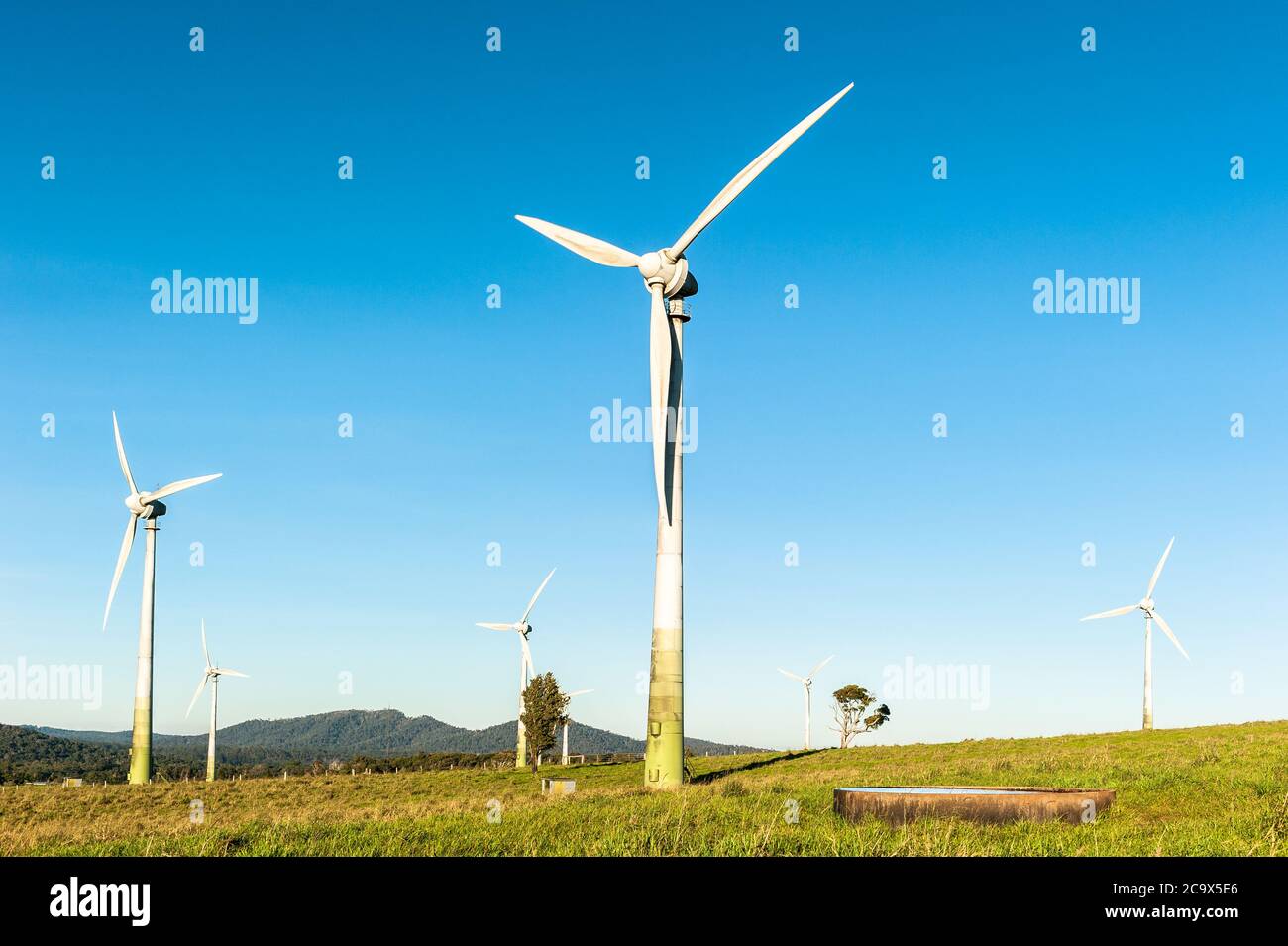 Popular tourist attraction, the Windy Hill wind turbines share the farm with the dairy cattle around Ravenshoe, Queensland, Australia. Stock Photo