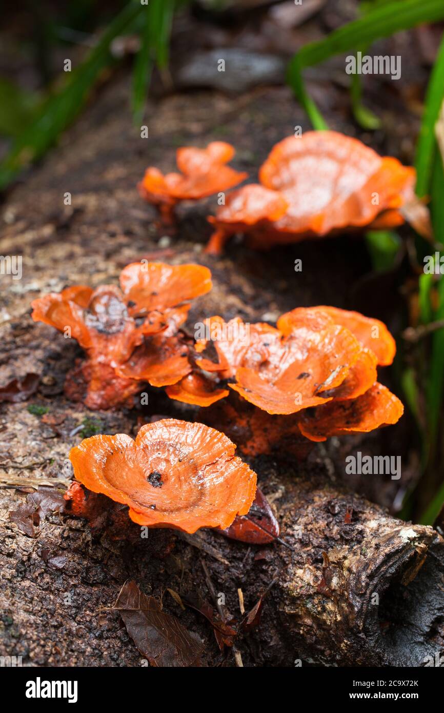 Pycnoporus sp. fungi growing on fallen log. A polypore. August 2020. Diwan. Daintree National Park. Queensland. Australia. Stock Photo