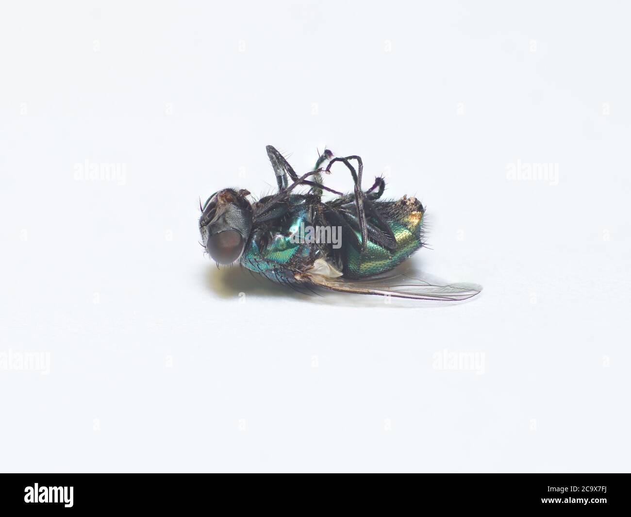 Dead house fly laying on its back isolated on a white background Stock Photo