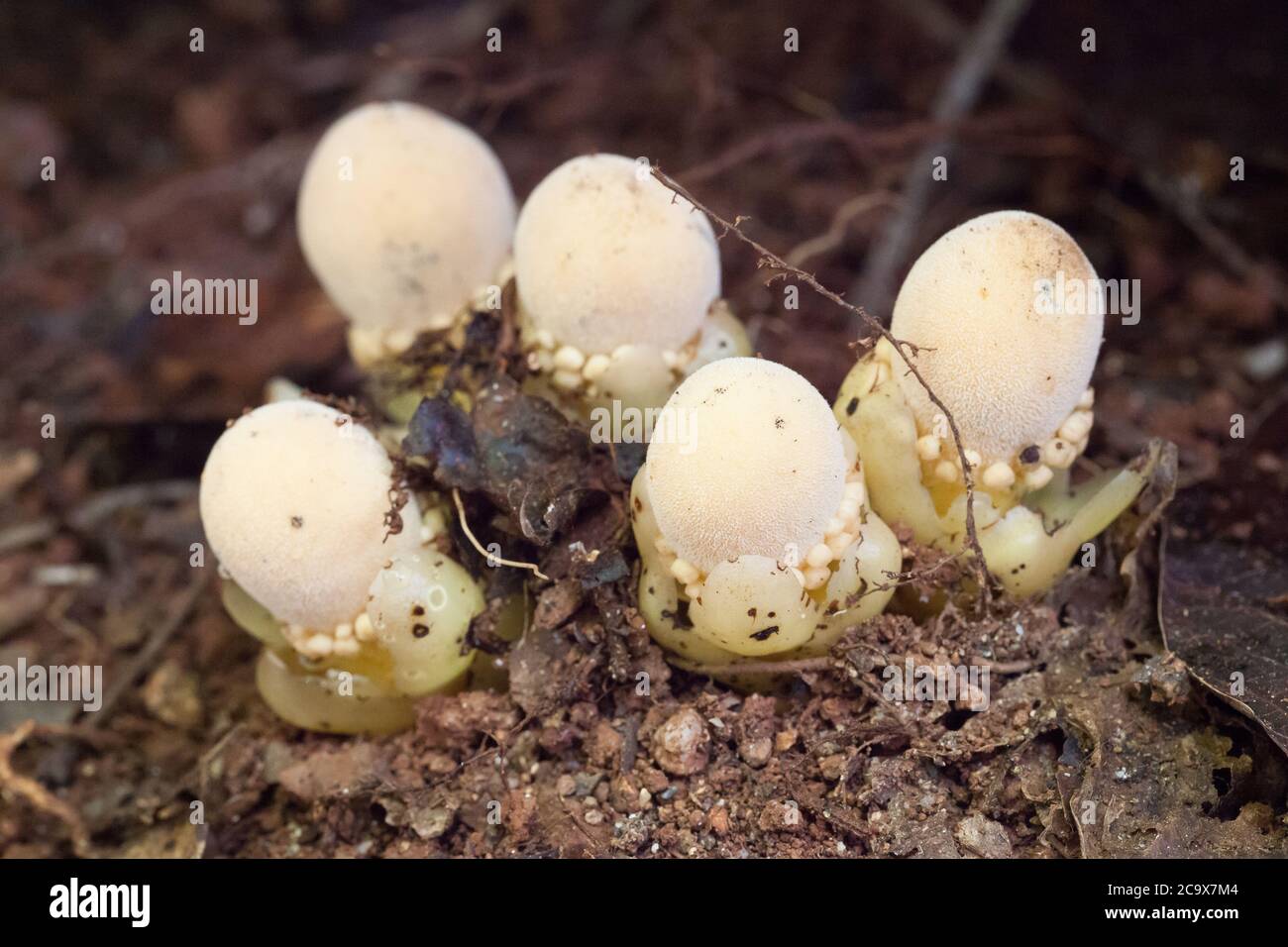 Fungus Root (Balanophora fungosa) - a parasitic plant growing on tree roots. Male and female flowers present. August 2020. Daintree National Park. Stock Photo