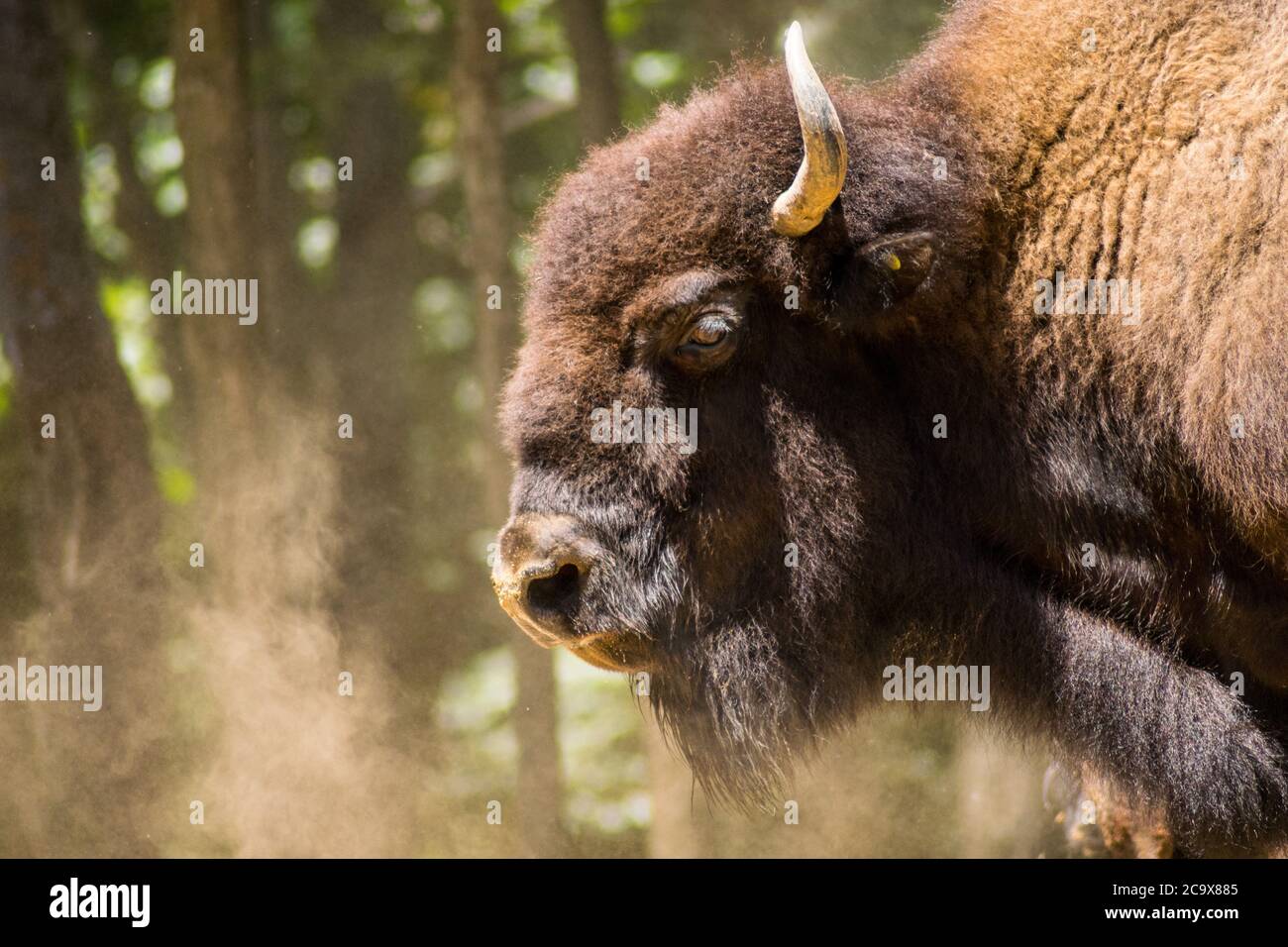 Wild Buffalo Stock Photo