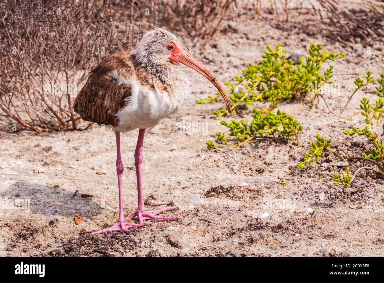 Texas Gulf Coast Birds High Resolution Stock Photography and Images - Alamy
