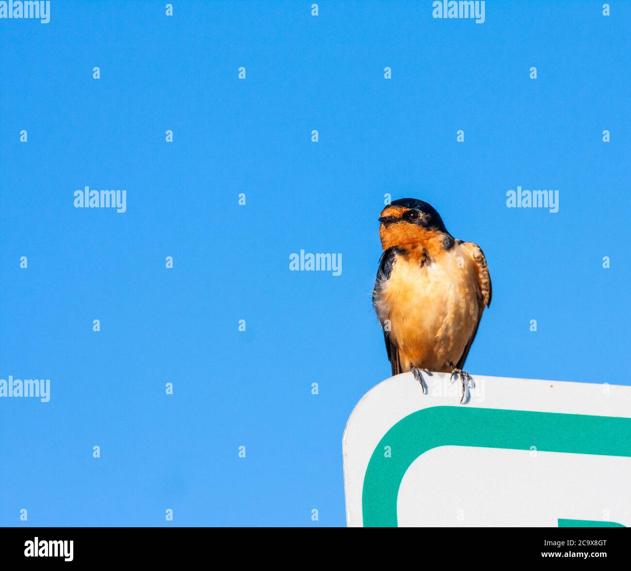 Barn Swallow, Hirundo rustica, perching and preening on a Pet Area sign in parking area of rest stop on Idaho scenic highway 20, near Arco, Idaho. Stock Photo