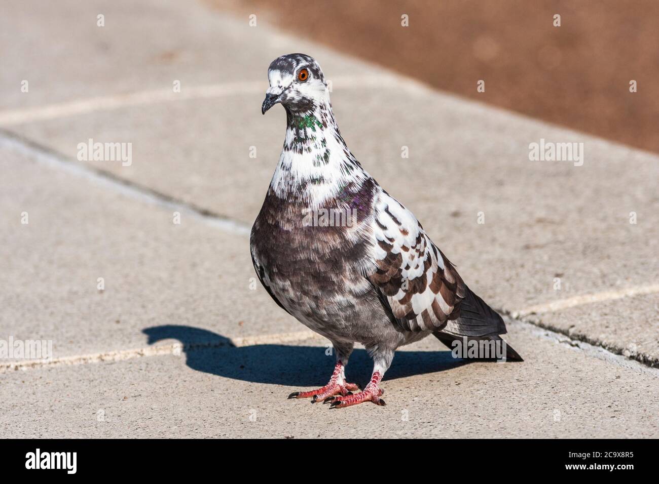 Rock Dove, Columba livia, (or city pigeon) at Hermann Park Lake in Houston, Texas. Stock Photo