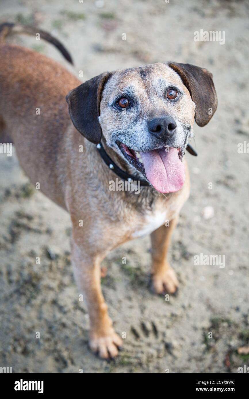 Beagle staffordshire store terrier mix